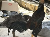Chickens — Foto 1