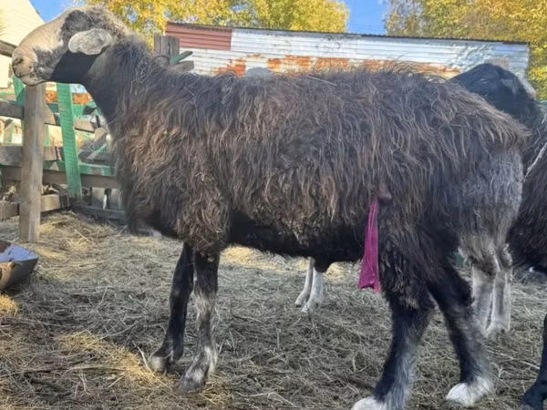كبش, Edilbay sheep — كازاخستان