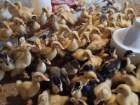 Ducks — Foto 1