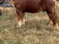 公马, Suffolk Punch — 照片 2