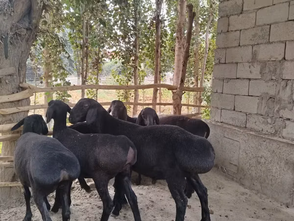 كبش, Hissar sheep — أوزبكستان