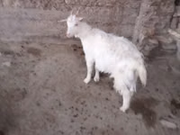 Cabra, Cabras — foto 1