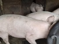 Schweine (Partie, Geschlecht nicht angegeben), Schweine — Foto 3