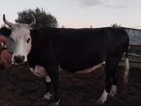 Kuh, Russian Black pied cattle — Foto 4