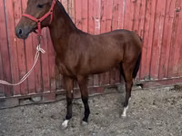 Hengst, Akhal-Teke — Foto 1