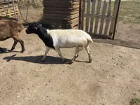 Widder, Dorper sheep — Foto 1