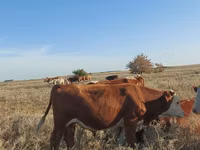 公牛, Kazakh White-headed cow — 照片 2