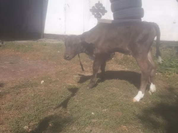 गाय, गोलस्टीन नस्ल — कज़ाखस्तान