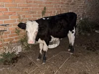 公牛, Swiss cattle — 照片 2