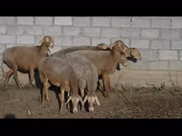 Schaf, Arashan sheep — Foto 1