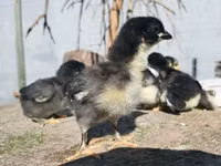 Australorp — Foto 7