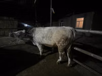 ثور, Swiss cattle — الصورة 3