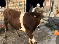 Bulle, Simmental cattle — Foto 2