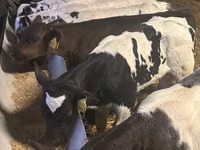 Бұқа, Simmental cattle — 2-сурет
