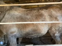 Caballos (lote, sexo no especificado), Caballos — foto 1