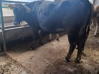 गाय, Swiss cattle — फ़ोटो 2