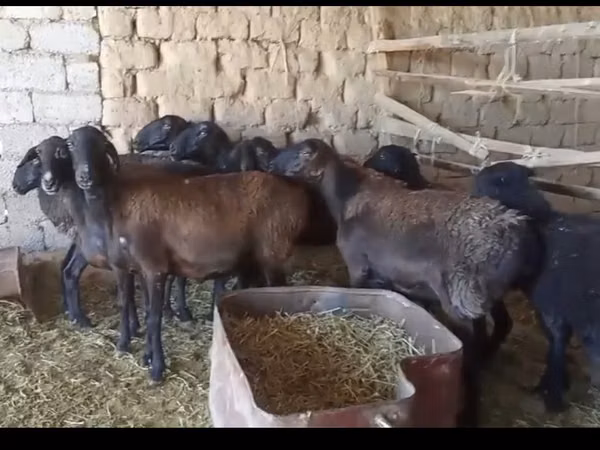 أغنام (دفعة، الجنس غير محدد), الأغنام — كازاخستان