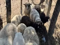 Schaf, Merino sheep — Foto 5