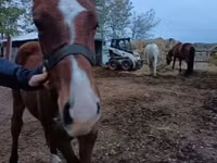 公马, Horses — 照片 4