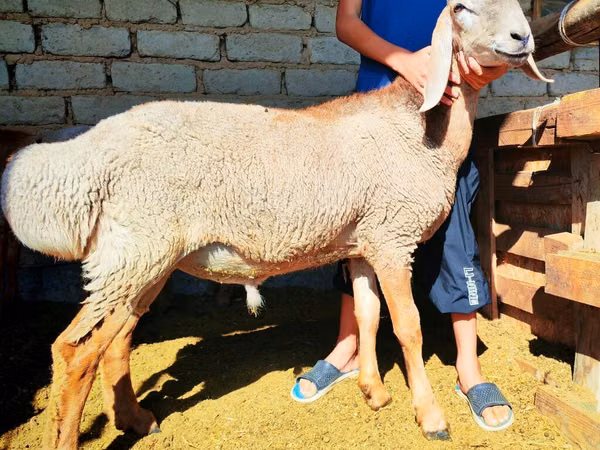 كبش, Arashan sheep