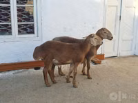 Widder, Arashan sheep — Foto 4