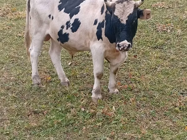 公牛, Russian Black pied cattle — 吉尔吉斯斯坦