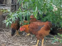 Chickens — الصورة 6