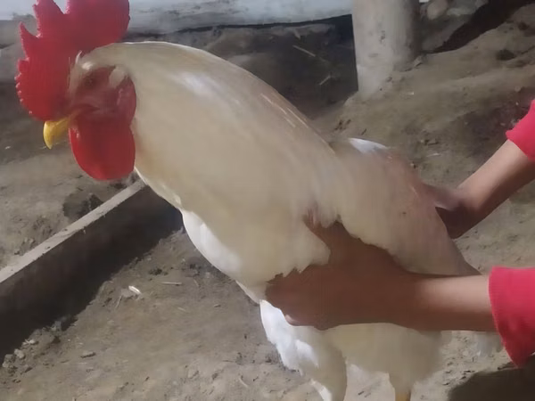 Chickens — أوزبكستان