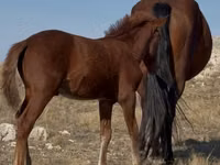 Stute, Kazakh horse — Foto 3