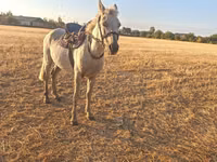 حصان, الخيول — الصورة 2