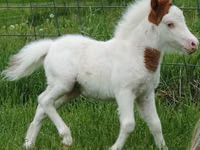 Caballo, Miniature horse — foto 7