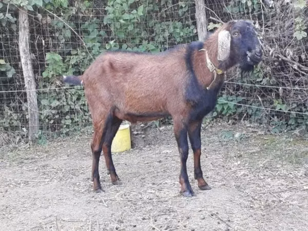 تيس, Nubian Goat