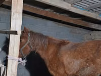 母马, Horses — 照片 5