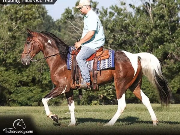 حصان, Tennessee Walking Horse