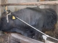 Bulle, Swiss cattle — Foto 4