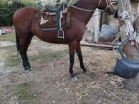 Hengst, Thoroughbred horse — Foto 1