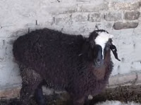 كبش, الأغنام — الصورة 2