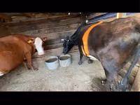 Cow, Cattle — photo 2