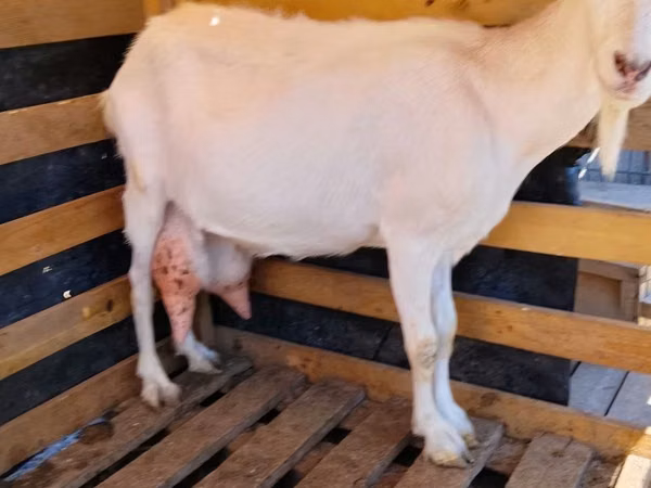 Cabra, Saanen goat