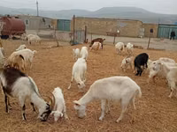 Ziege, Saanen goat — Foto 4