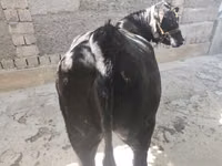 Vaca, Aberdeen-Angus — foto 1
