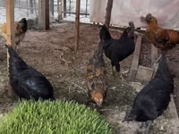 Chickens — 2-сурет