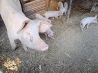 Schweine (Partie, Geschlecht nicht angegeben), Schweine — Foto 2