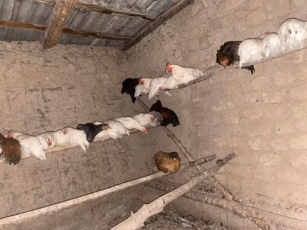 Chickens — Kirgisistan