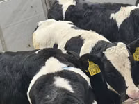 ІҚМ (топ, жынысы көрсетілмеген), Russian Black pied cattle — 2-сурет