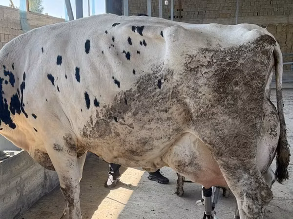 Rinder (Partie, Geschlecht nicht angegeben), Russian Black pied cattle — Usbekistan