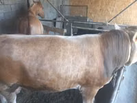 Bulle, Swiss cattle — Foto 4