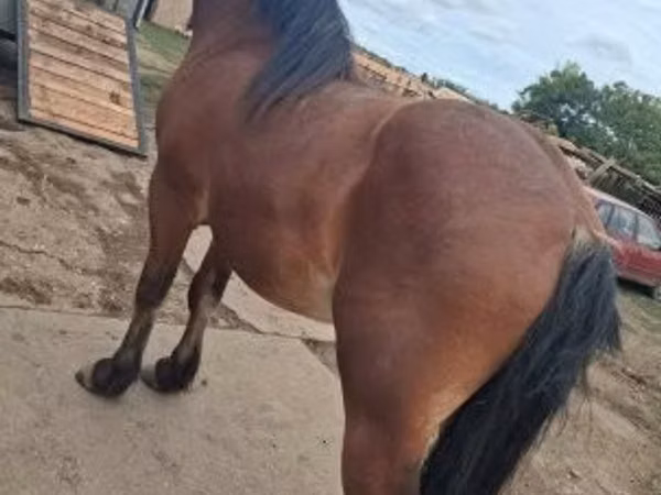 Hengst, Pferde