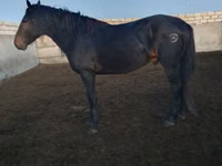 Hengst, Kushum Horse — Foto 5