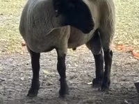Qoʻchqor, White Suffolk sheep — 2-rasm